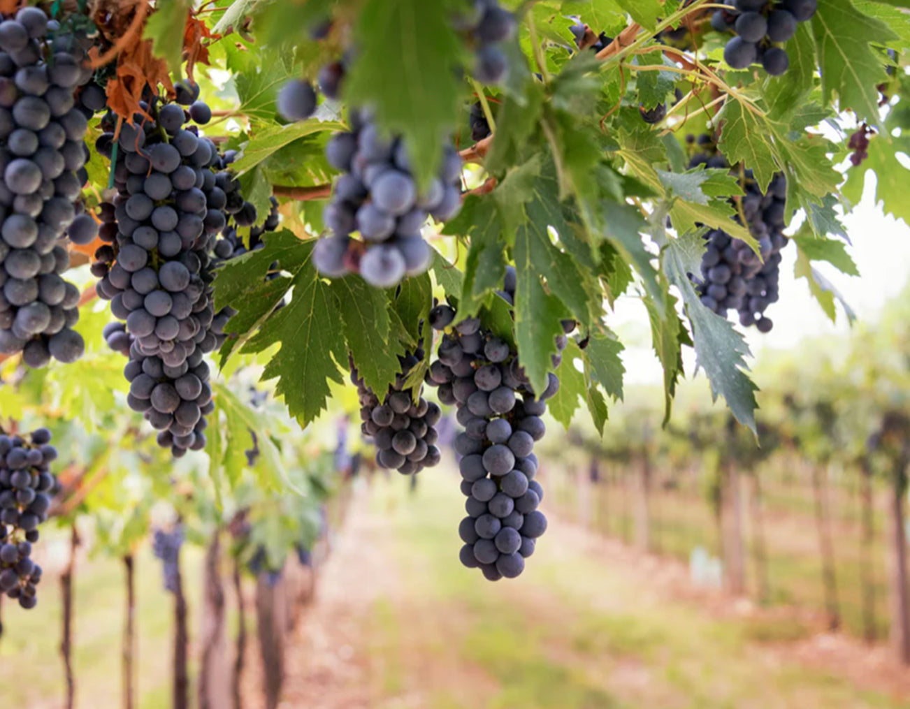 Los 5 mejores vinos mexicanos para regalar con nuestros portabotellas de piel