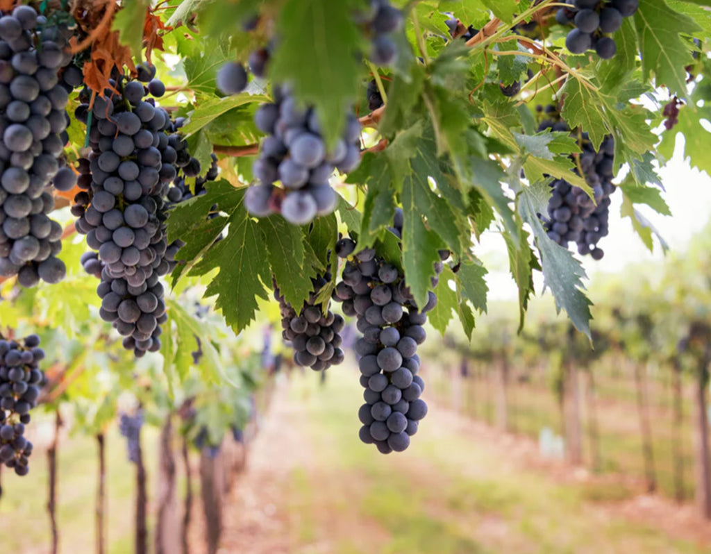 Los 5 mejores vinos mexicanos para regalar con nuestros portabotellas de piel